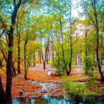 پارک جنگلی چیتگر